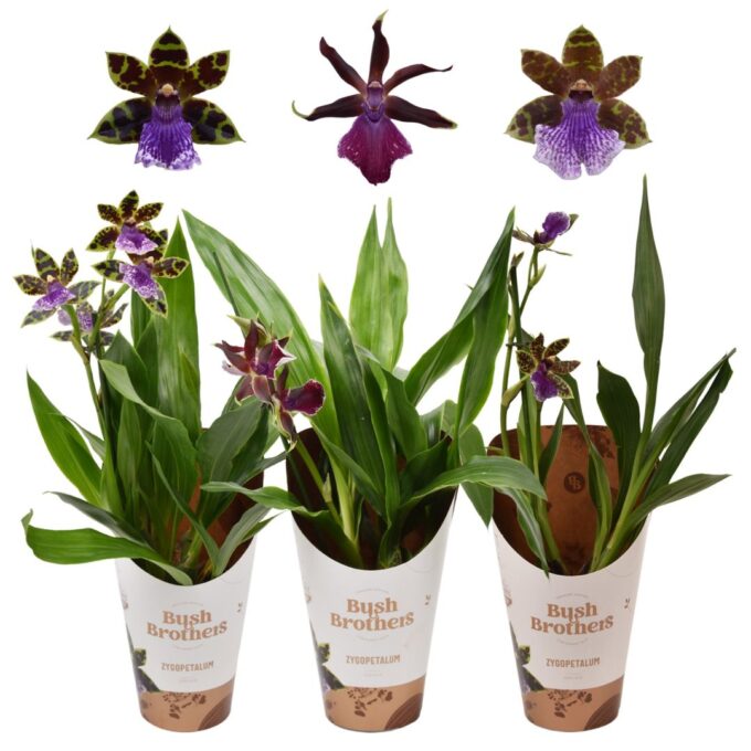 Zygopetalum Mix 4+