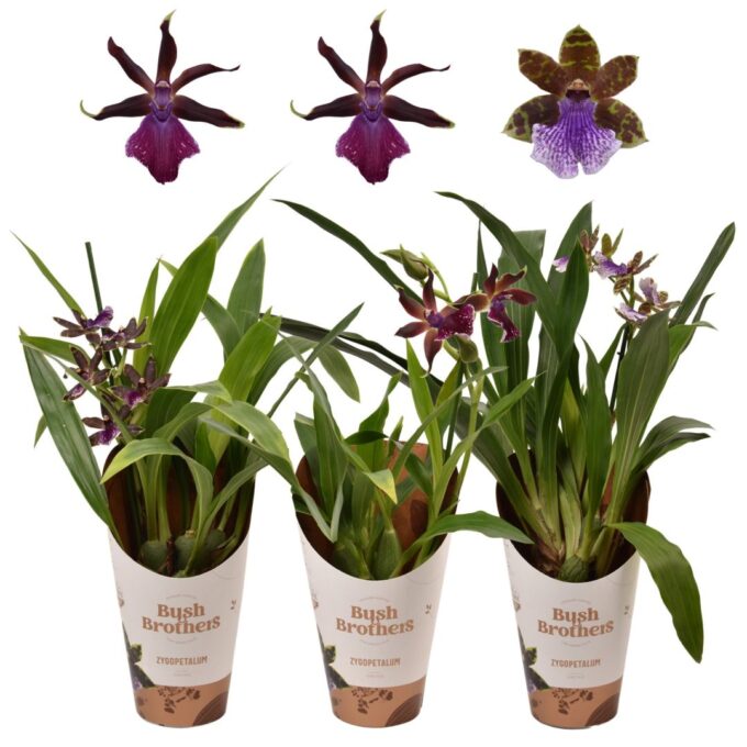 Zygopetalum Mix 5+