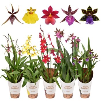 Orchid Mix