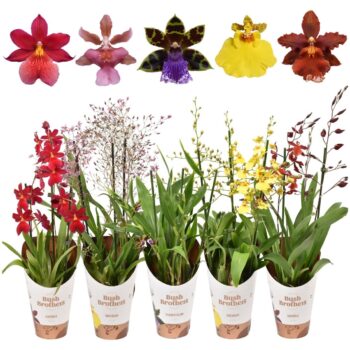Orchid Mix