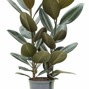 Ficus elastica 'Abidjan' 2pp