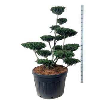 Ilex crenata 'Green Hedge'
