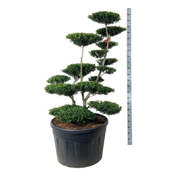 Ilex crenata 'Green Hedge'