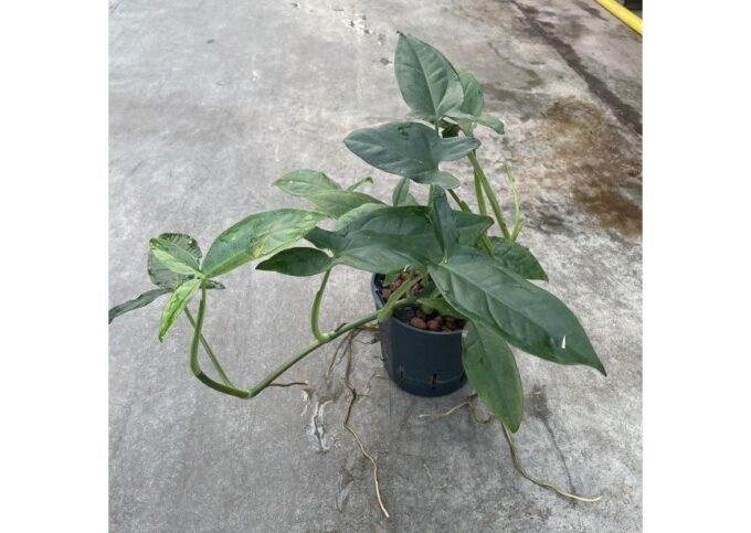 Syngonium trileaf wonder 13/12 h40