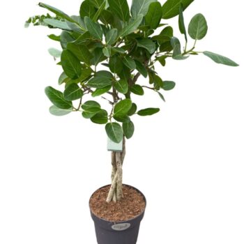 Ficus Audrey