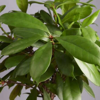 Ficus Cyathistipula