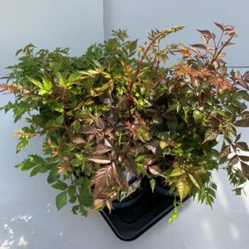 Astilbe mix