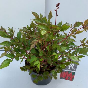 Astilbe rood