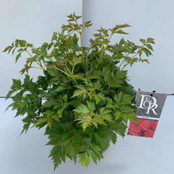 Astilbe roze
