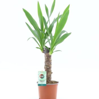 Yucca wood 2+ head