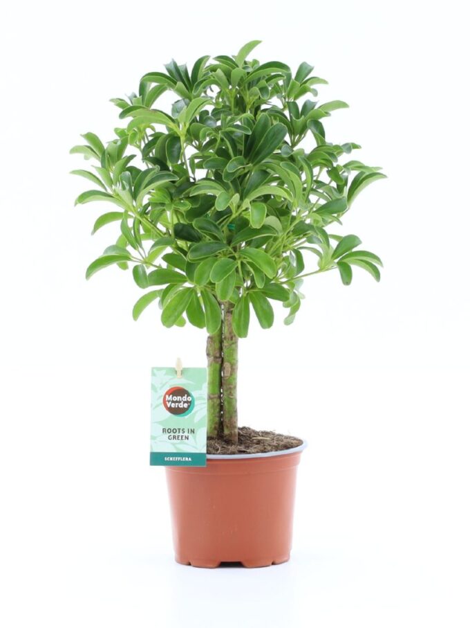 Schefflera Luseana