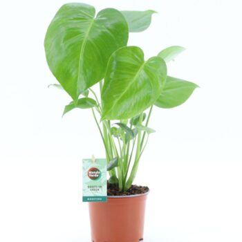 Monstera deliciosa