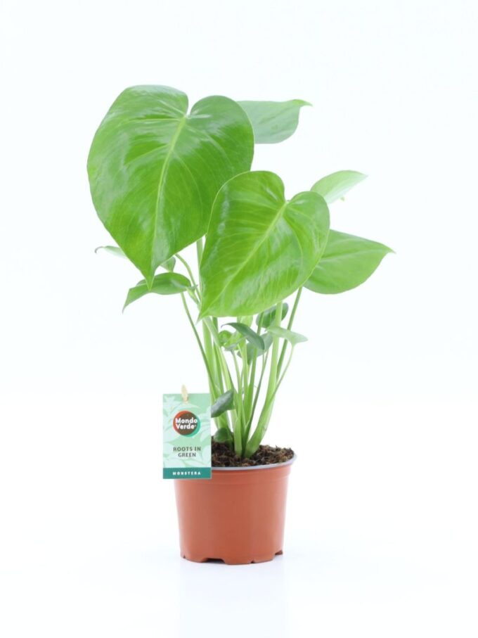 Monstera deliciosa