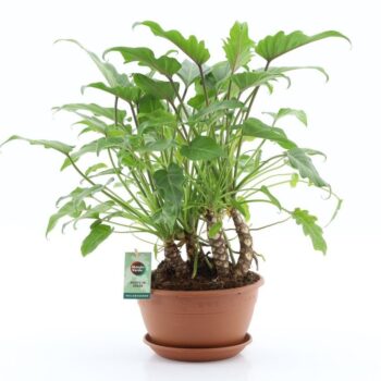 Philodendron Xanadu on stem