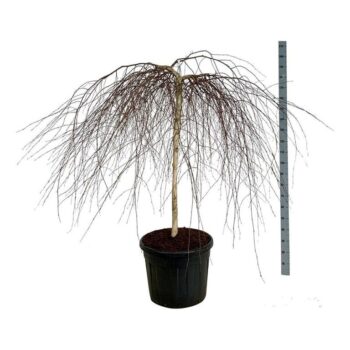 Betula p. 'Youngii'