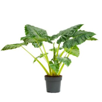 Alocasia Lutea