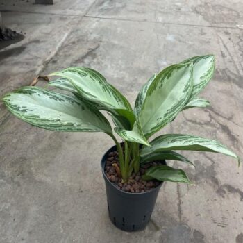 Aglaonema silver bay 15/19 h35