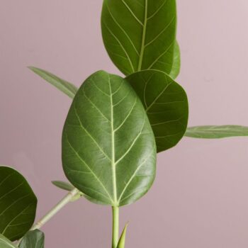 Ficus Audrey