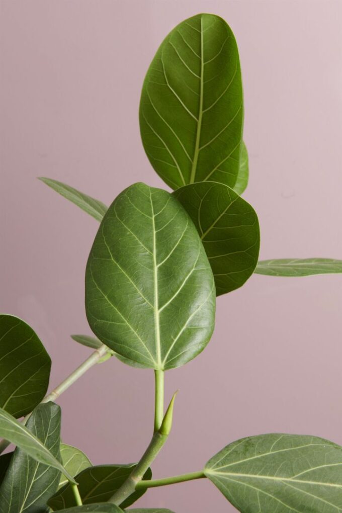 Ficus Audrey
