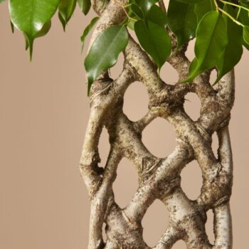 Ficus Benjamina