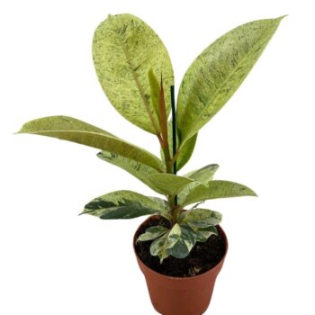 Ficus Schrijveriana