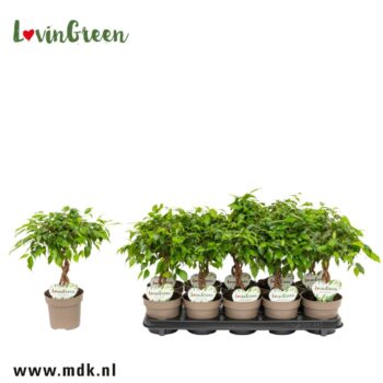 Ficus Tarana