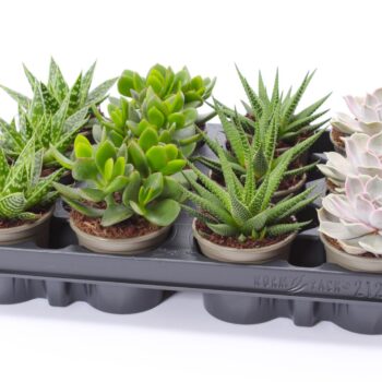 Succulent mix 8,5