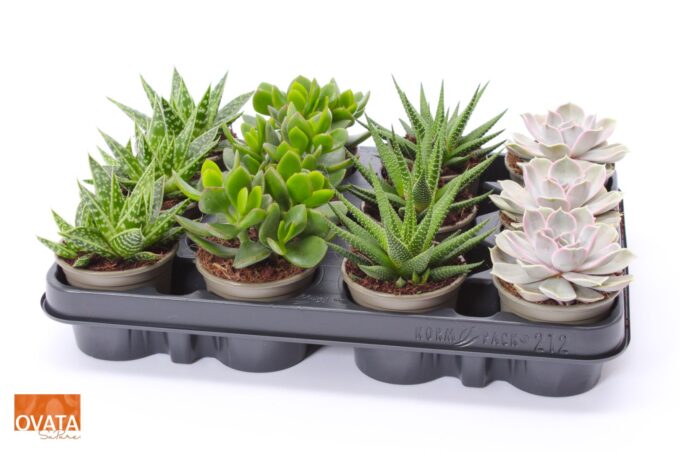 Succulent mix 8,5