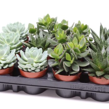 Succulent mix 8,5 UK - NON CITES