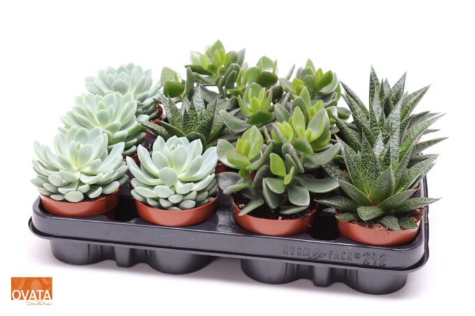 Succulent mix 8,5 UK - NON CITES