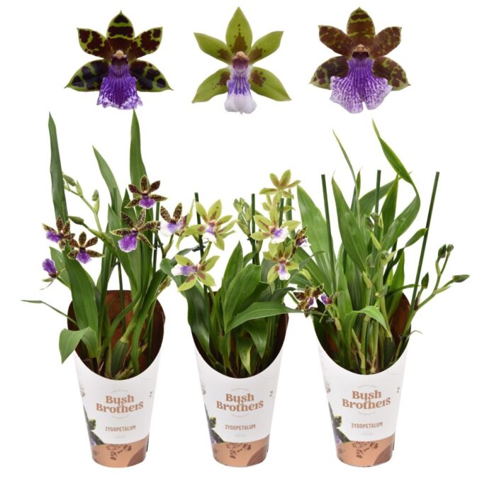 Zygopetalum Mix