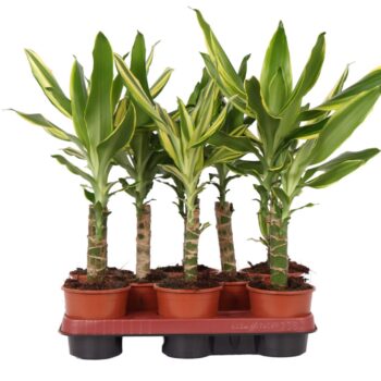Dracaena 1-kop mix, 11 cm pot