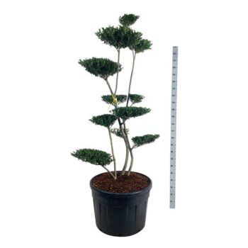 Ilex crenata 'Green Hedge'