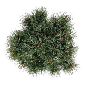 Pinus sylv. 'Watereri'