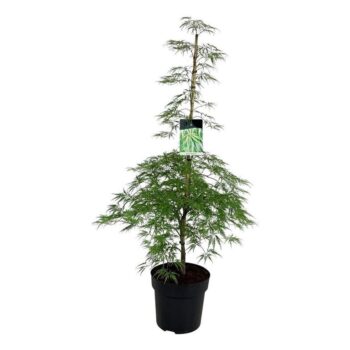 Acer pal. 'Dissectum'