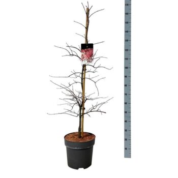Acer pal. 'Garnet'