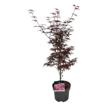 Acer pal. 'Skeeter's Broom'