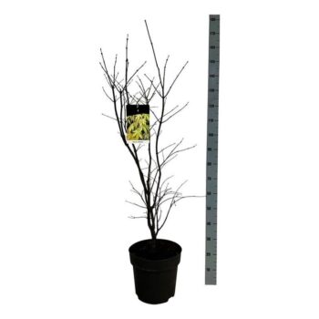Acer pal. 'Osakazuki'