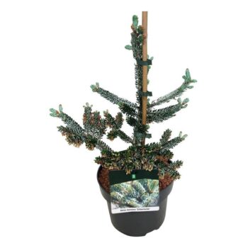 Abies koreana 'Silberlocke'
