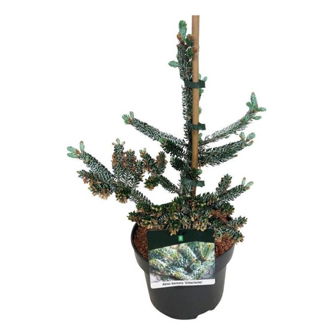 Abies koreana 'Silberlocke'
