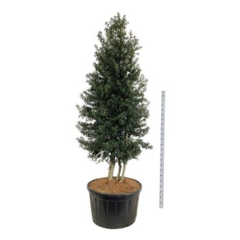 Ilex aquipernyi 'Dragon Lady'