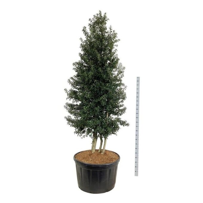 Ilex aquipernyi 'Dragon Lady'