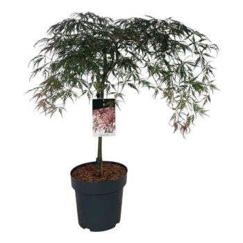 Acer pal. 'Garnet'