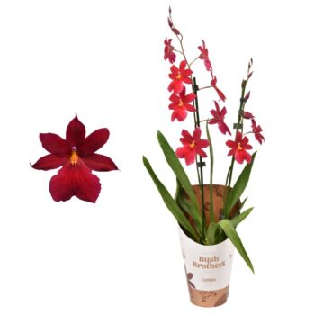 Cambria 'Nelly Isler Red Velvet'