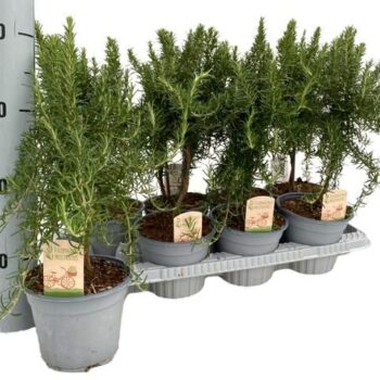 Rosmarinus prostratus "OP STAM"