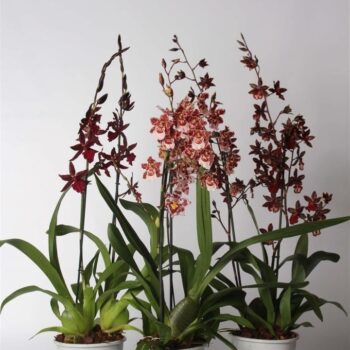 Cambria Mix