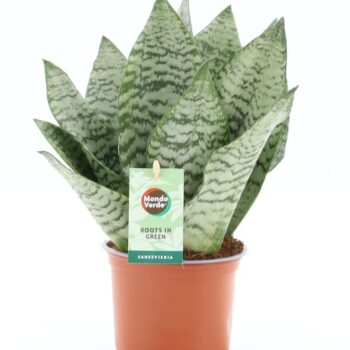 Sansevieria Black Coral