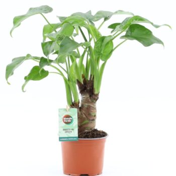 Alocasia Cucullata on stem