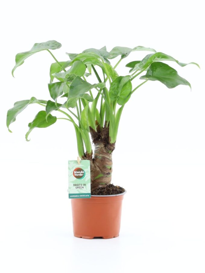Alocasia Cucullata on stem
