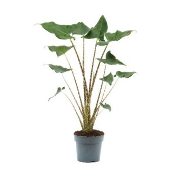 Alocasia Zebrina Siberian Tiger